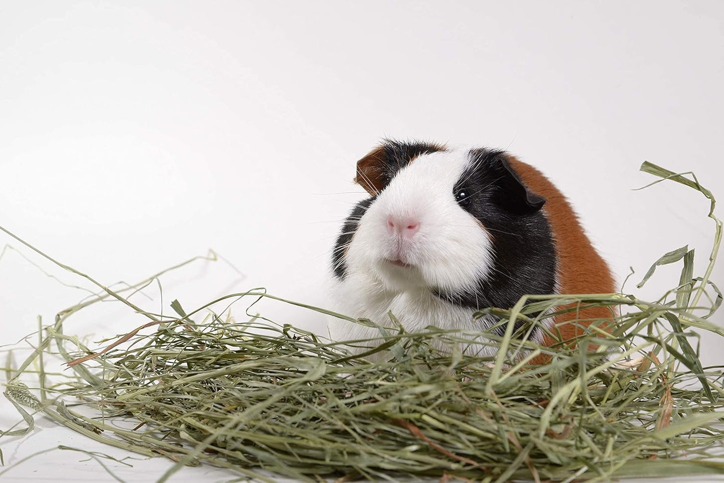 2Nd Cutting Timothy Grass Hay for Guinea Pigs, Rabbits, and More Small Animal Pets